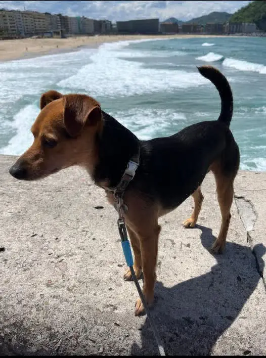perro reunited    Saint-Sébastien Jambo