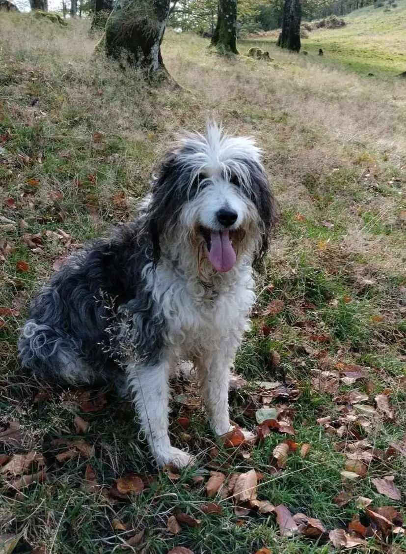 perro reunited   20100 Errenteria Sorgin