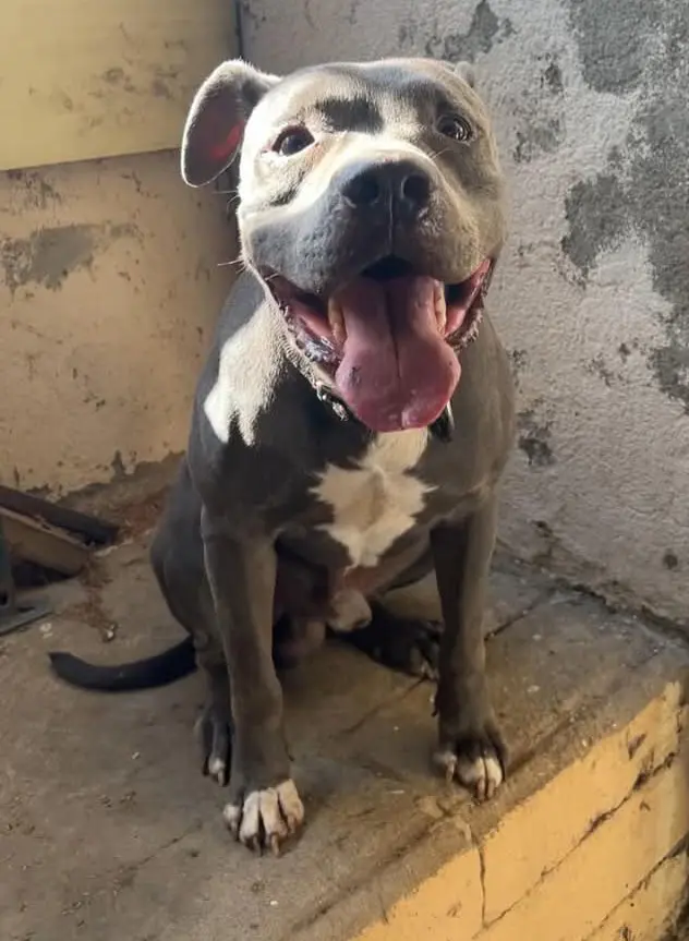 perro reunited   43850 Cambrils Blue