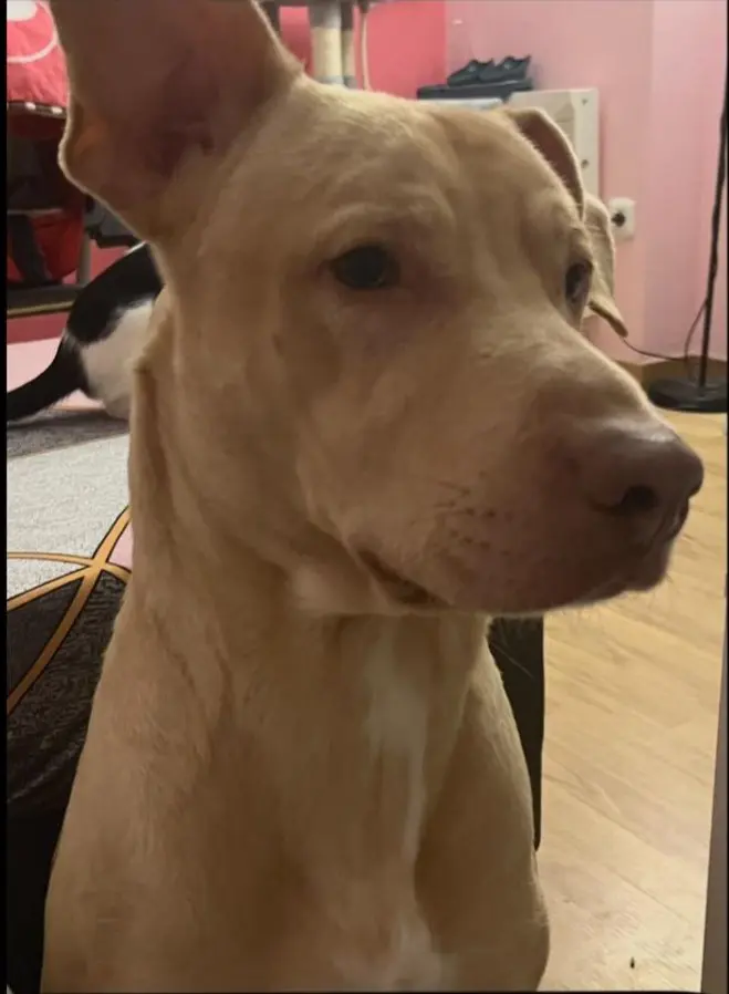 perro reunited    Valence Brocoli
