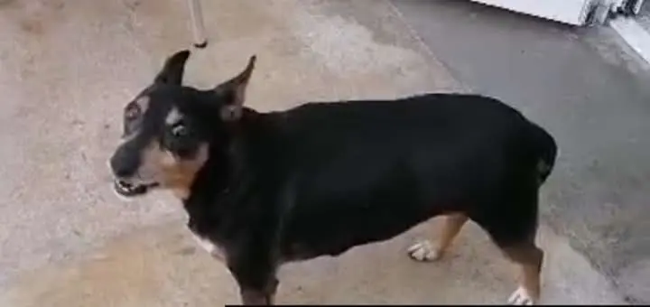 perro reunited   46270 Castelló Lolo