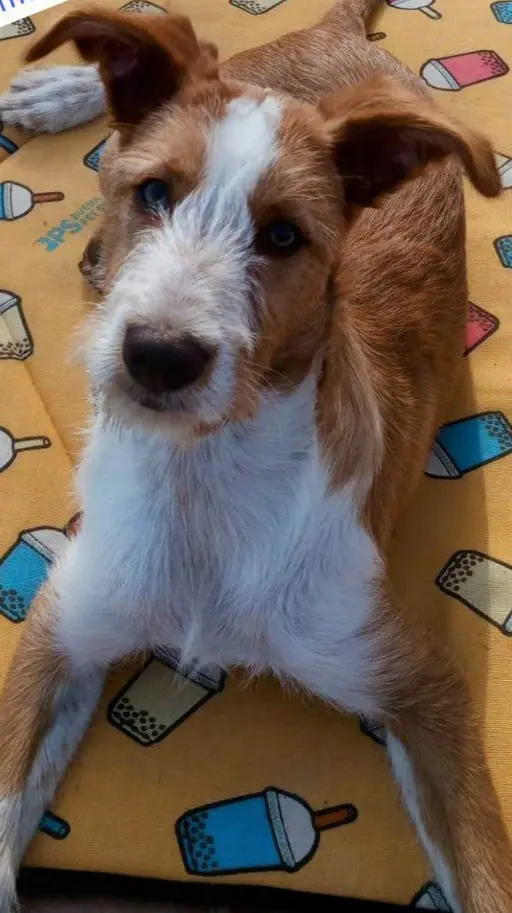 perro reunited   46196 Catadau Rony