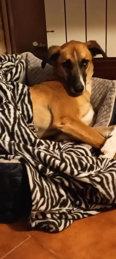 perro reunited   49800 Toro Michael